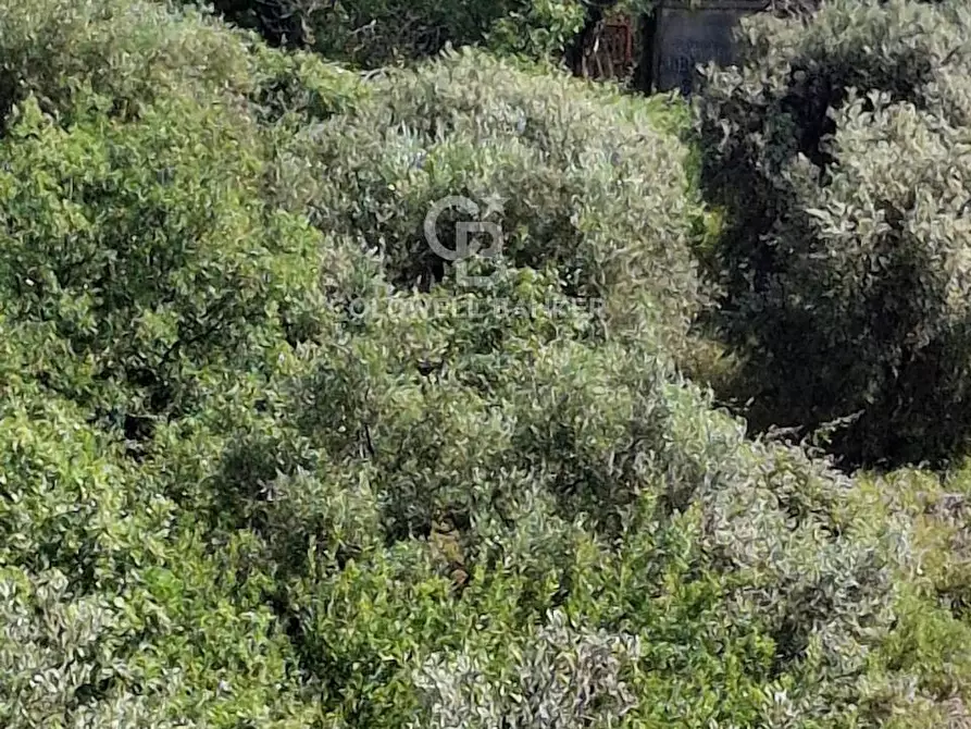 Immagine 19 di Terreno agricolo in vendita  in Via Ragonesi a Piedimonte Etneo
