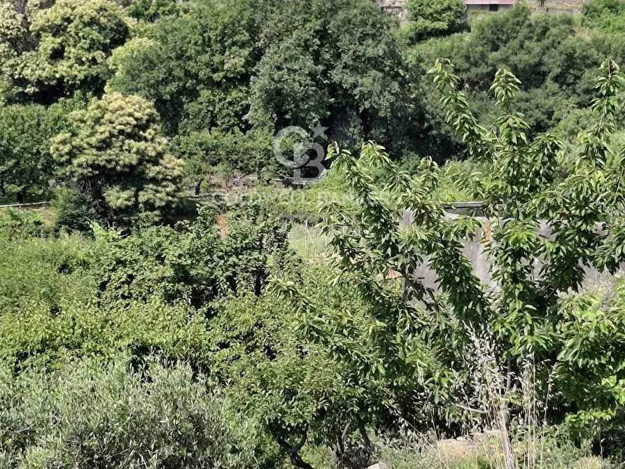 Immagine 24 di Terreno agricolo in vendita  in Via Ragonesi a Piedimonte Etneo