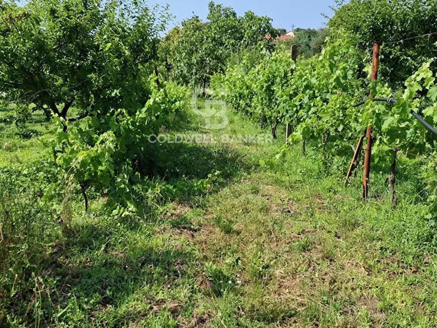 Immagine 34 di Terreno agricolo in vendita  in Via Ragonesi a Piedimonte Etneo