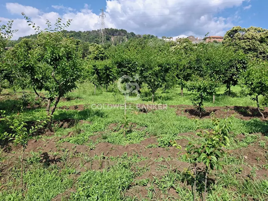 Immagine 35 di Terreno agricolo in vendita  in Via Ragonesi a Piedimonte Etneo