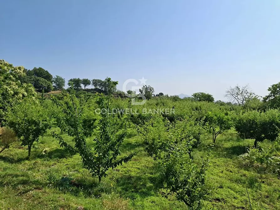 Immagine 37 di Terreno agricolo in vendita  in Via Ragonesi a Piedimonte Etneo