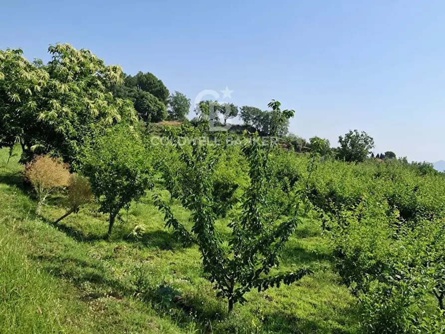 Immagine 38 di Terreno agricolo in vendita  in Via Ragonesi a Piedimonte Etneo