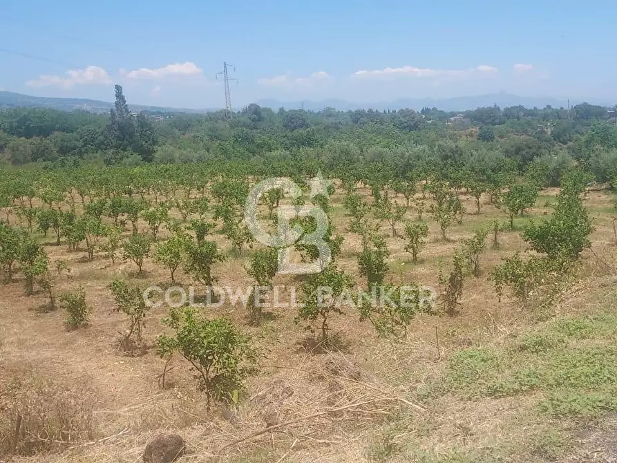 Immagine 2 di Terreno agricolo in vendita  a Santa Venerina