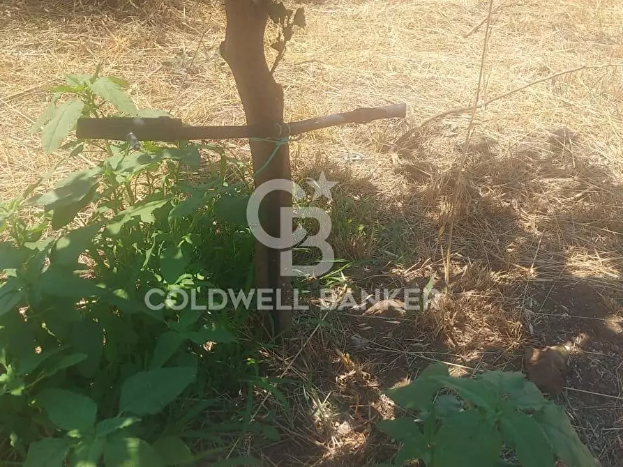 Immagine 3 di Terreno agricolo in vendita  a Santa Venerina