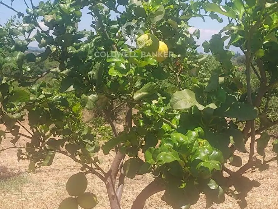 Immagine 5 di Terreno agricolo in vendita  a Santa Venerina