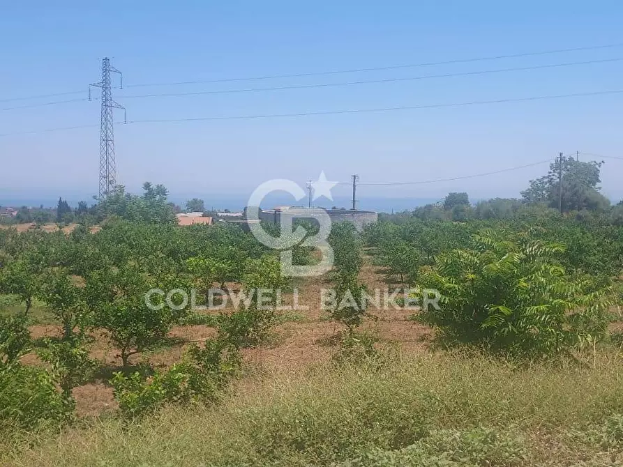 Immagine 6 di Terreno agricolo in vendita  a Santa Venerina