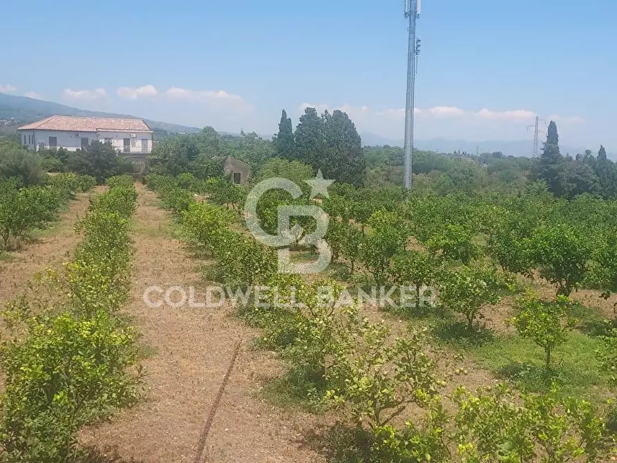 Immagine 7 di Terreno agricolo in vendita  a Santa Venerina