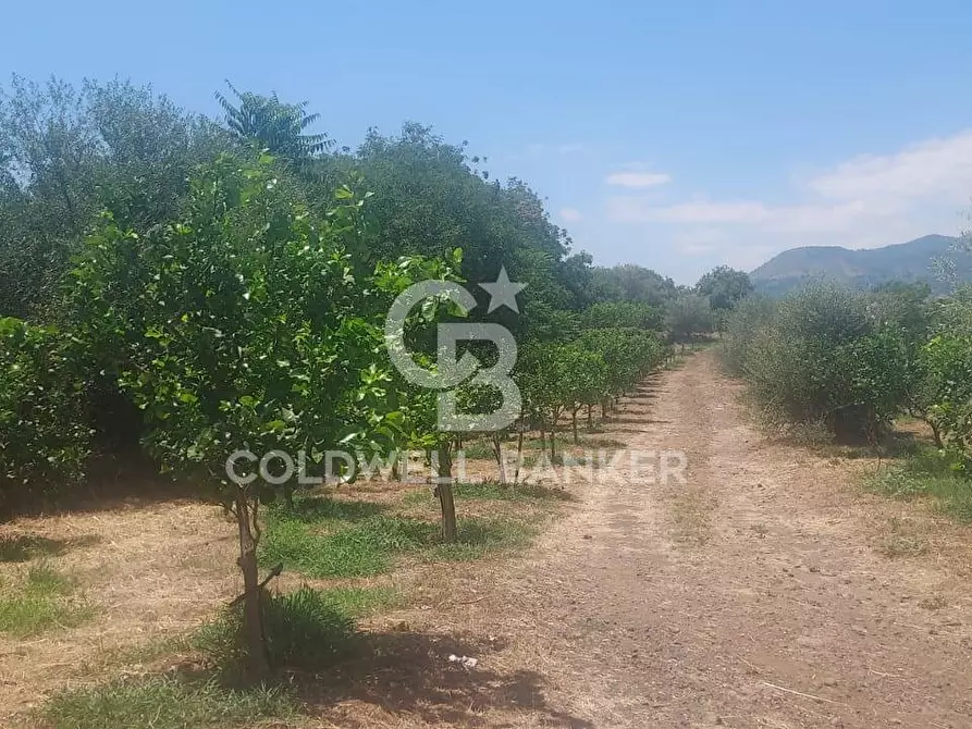Immagine 8 di Terreno agricolo in vendita  a Santa Venerina