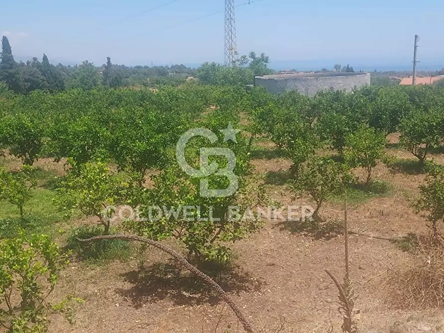 Immagine 9 di Terreno agricolo in vendita  a Santa Venerina
