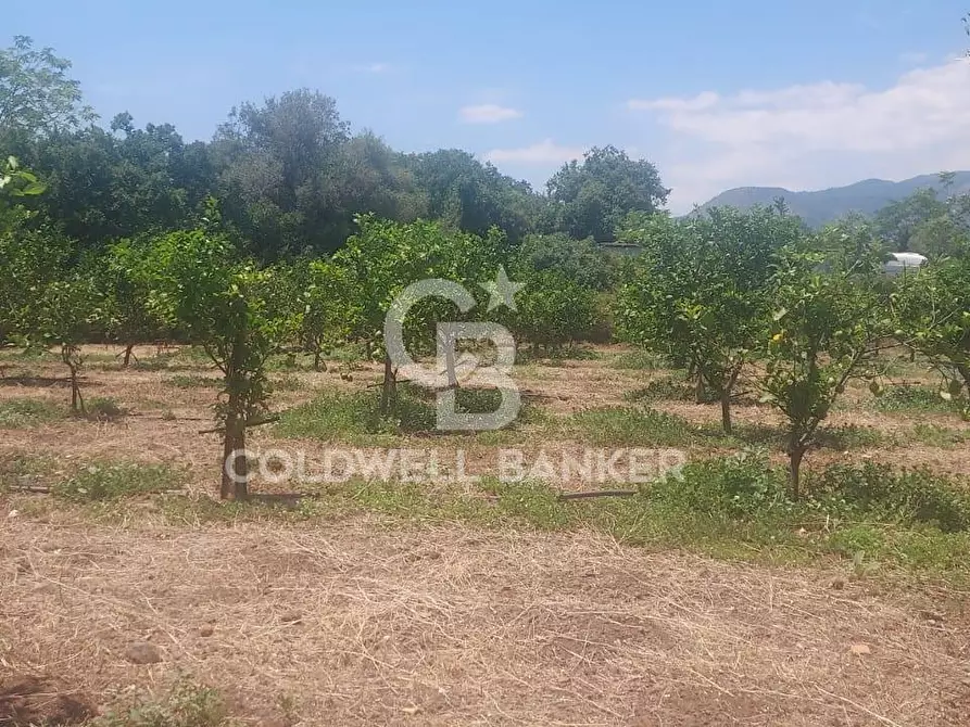 Immagine 11 di Terreno agricolo in vendita  a Santa Venerina