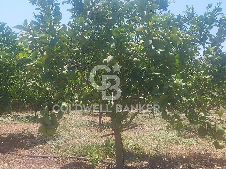 Immagine 12 di Terreno agricolo in vendita  a Santa Venerina