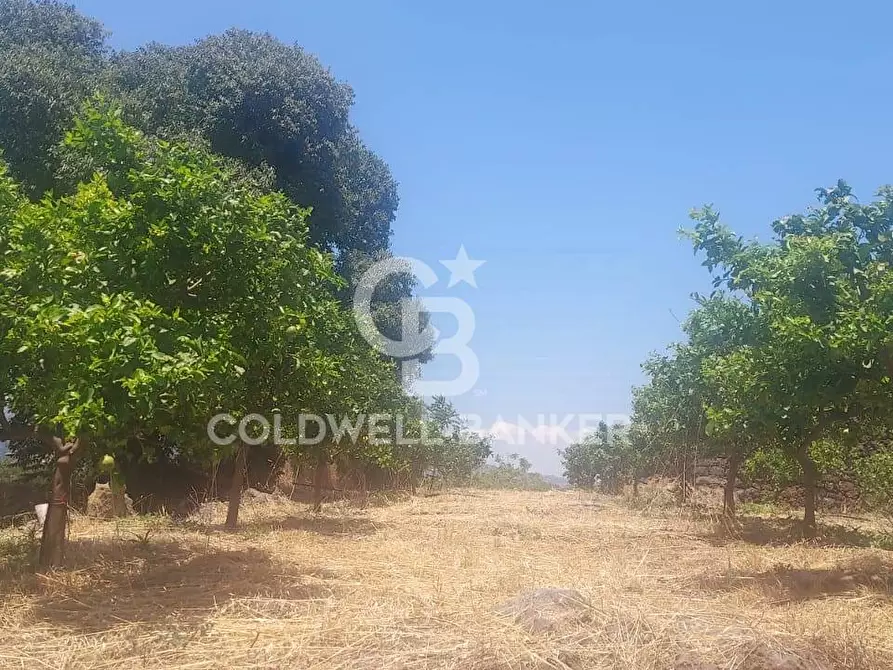 Immagine 13 di Terreno agricolo in vendita  a Santa Venerina
