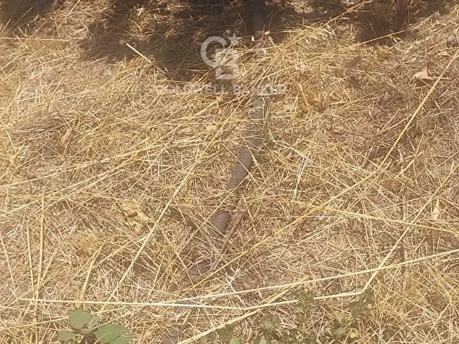 Immagine 14 di Terreno agricolo in vendita  a Santa Venerina