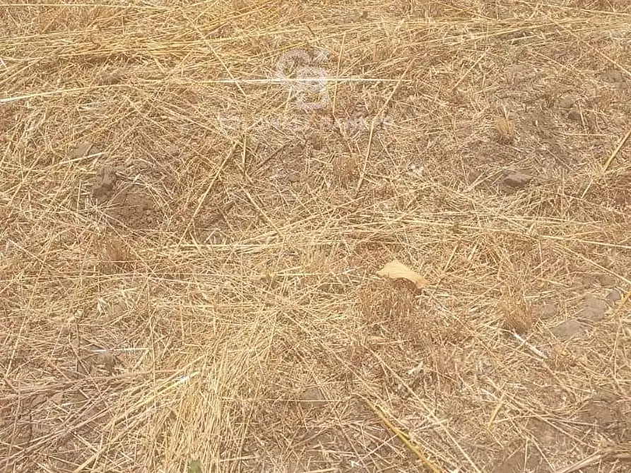 Immagine 17 di Terreno agricolo in vendita  a Santa Venerina