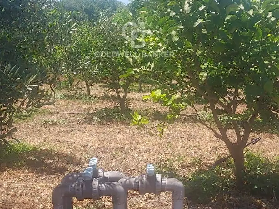 Immagine 18 di Terreno agricolo in vendita  a Santa Venerina