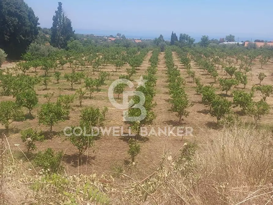 Immagine 21 di Terreno agricolo in vendita  a Santa Venerina