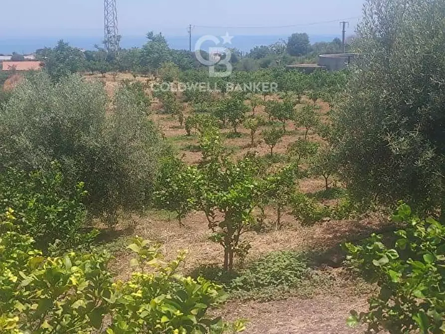Immagine 22 di Terreno agricolo in vendita  a Santa Venerina