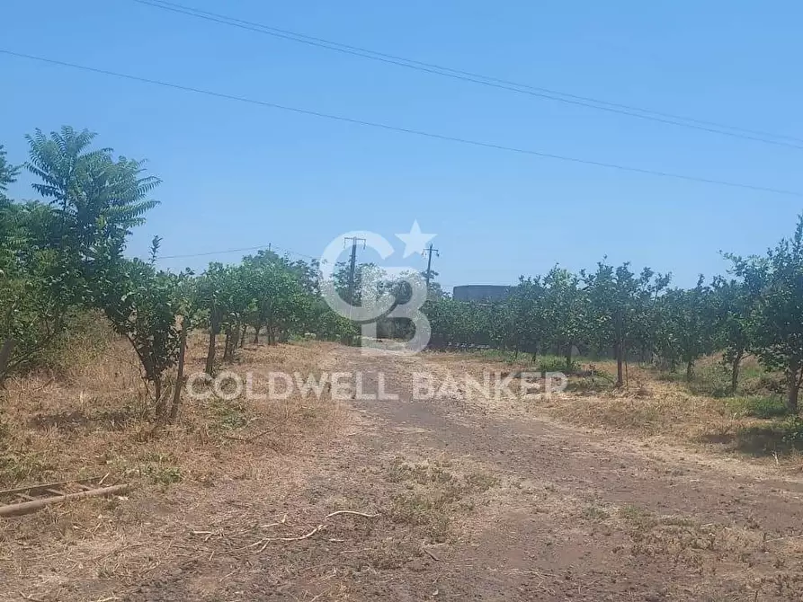 Immagine 24 di Terreno agricolo in vendita  a Santa Venerina