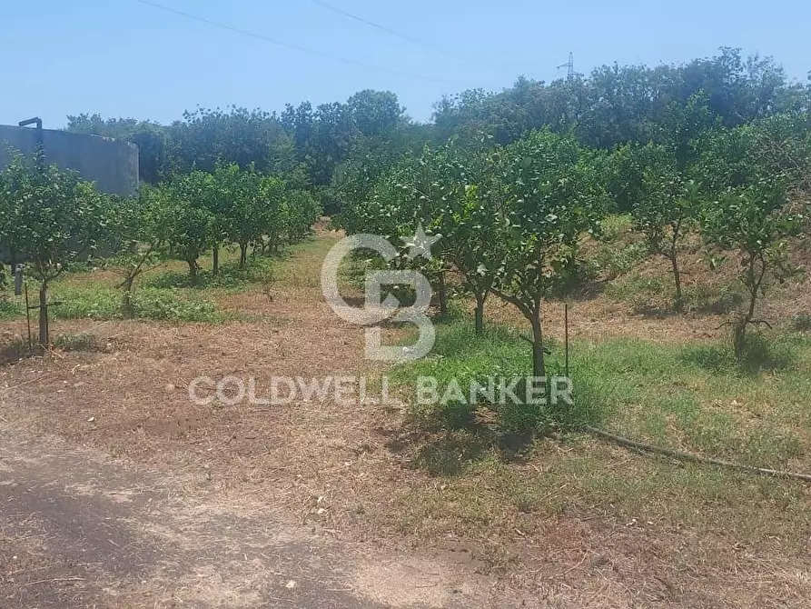 Immagine 25 di Terreno agricolo in vendita  a Santa Venerina