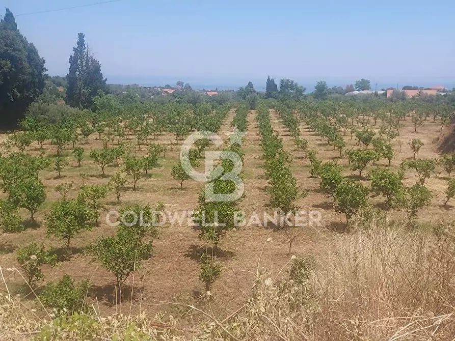 Immagine 27 di Terreno agricolo in vendita  a Santa Venerina