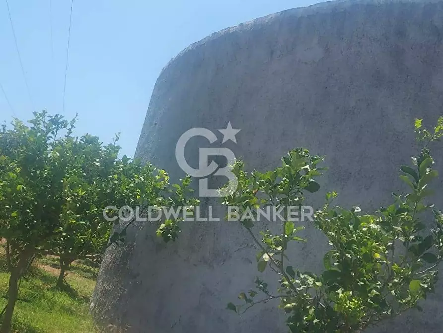 Immagine 30 di Terreno agricolo in vendita  a Santa Venerina