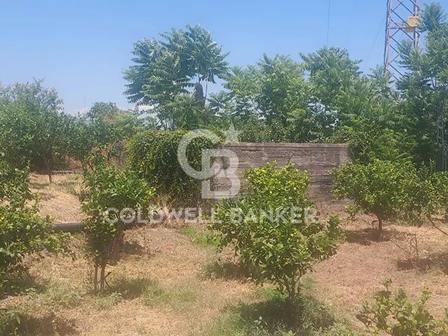 Immagine 31 di Terreno agricolo in vendita  a Santa Venerina