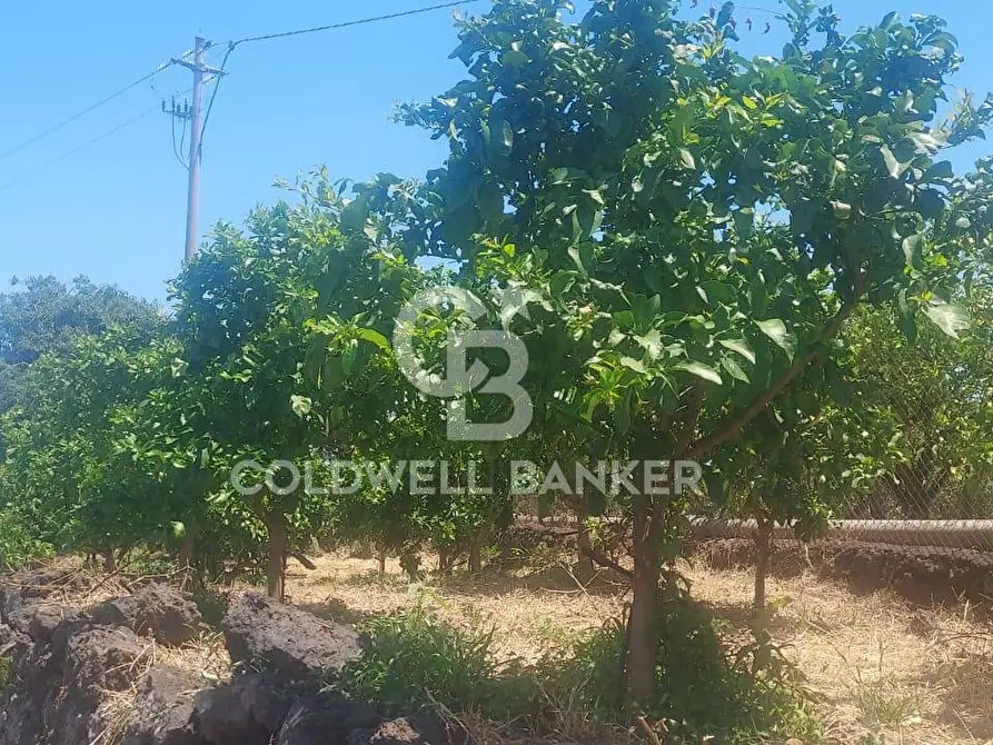 Immagine 33 di Terreno agricolo in vendita  a Santa Venerina