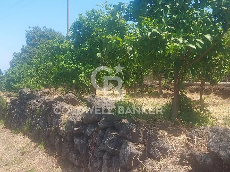 Immagine 34 di Terreno agricolo in vendita  a Santa Venerina
