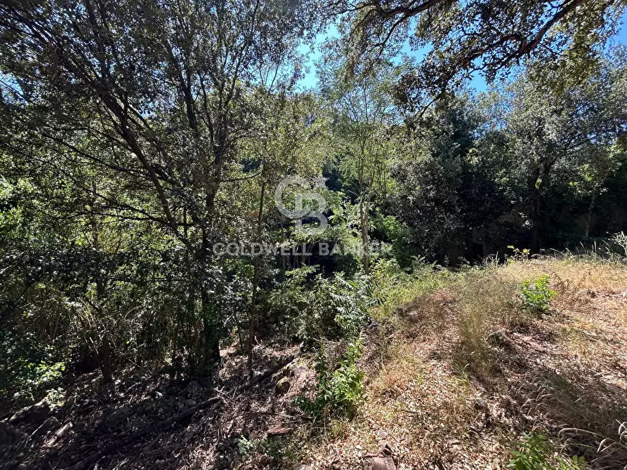 Immagine 12 di Rustico / casale in vendita  in Via Pian di Mezzo a Campo Nell'elba