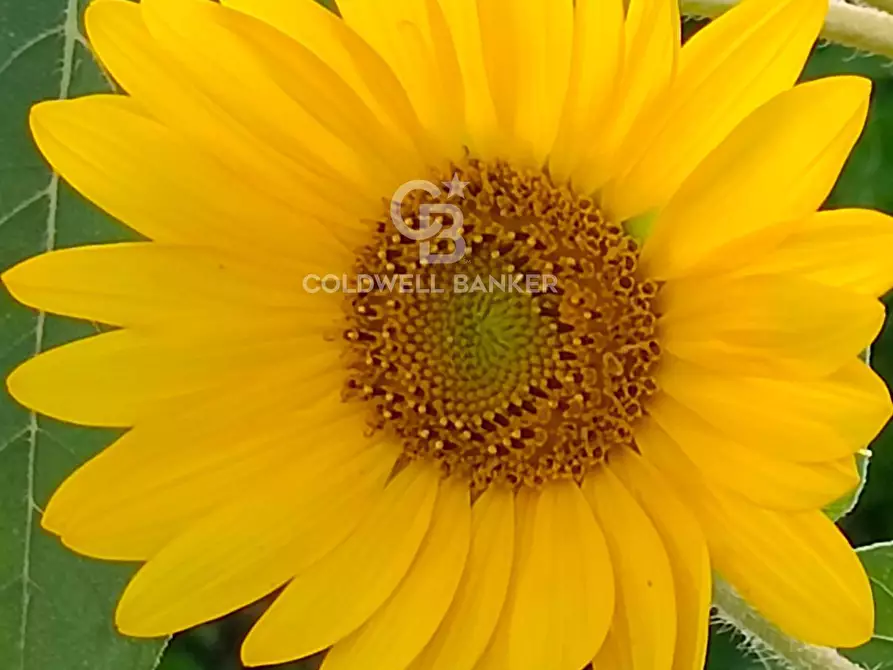 Immagine 27 di Rustico / casale in vendita  in scorciavacca montorsi a Mascali