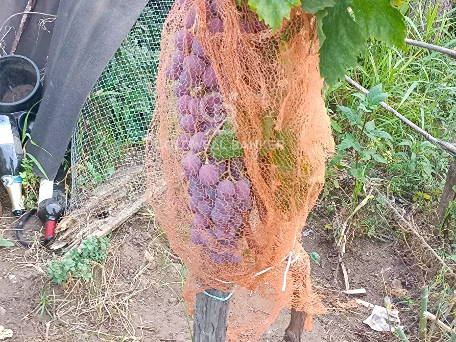 Immagine 8 di Rustico / casale in vendita  in scorciavacca montorsi a Mascali