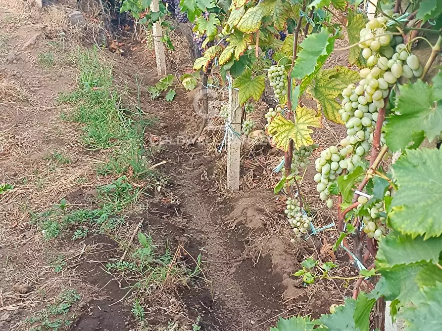 Immagine 9 di Rustico / casale in vendita  in scorciavacca montorsi a Mascali