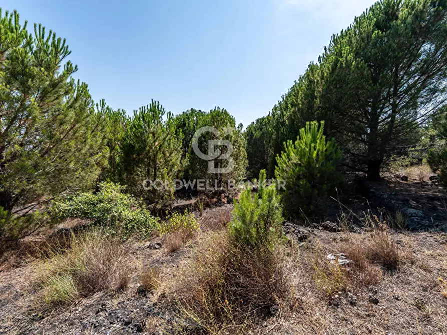 Immagine 9 di Terreno agricolo in vendita  in Via Ragala Montarso a Nicolosi