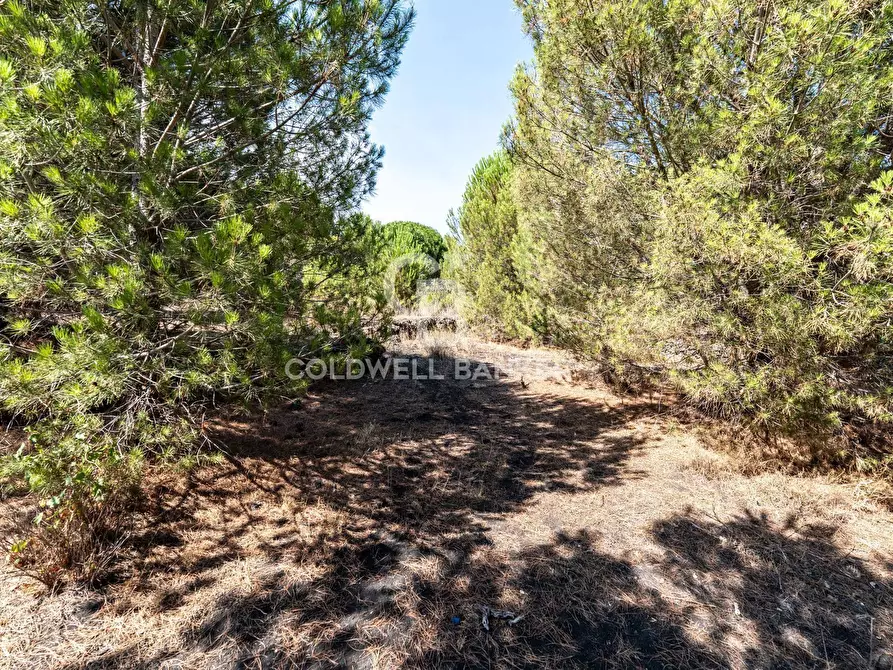 Immagine 18 di Terreno agricolo in vendita  in Via Ragala Montarso a Nicolosi