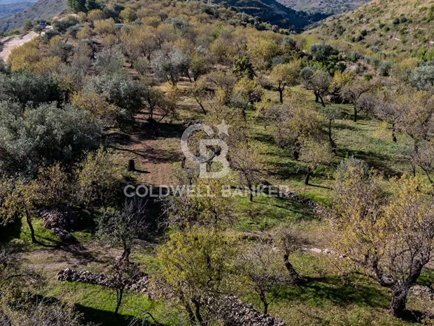 Immagine 5 di Terreno agricolo in vendita  a Noto