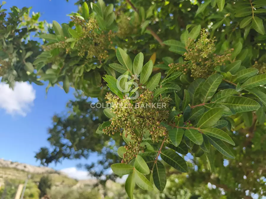 Immagine 4 di Villa in vendita  in contrada belladonna a Caltagirone