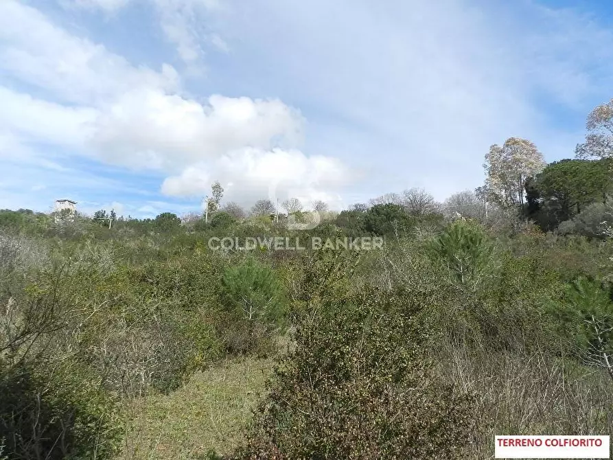 Immagine 3 di Terreno agricolo in vendita  in Via Colfiorito a Santa Marinella