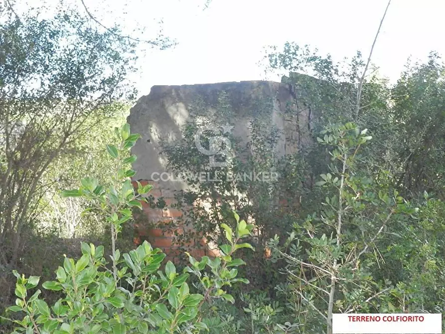 Immagine 5 di Terreno agricolo in vendita  in Via Colfiorito a Santa Marinella