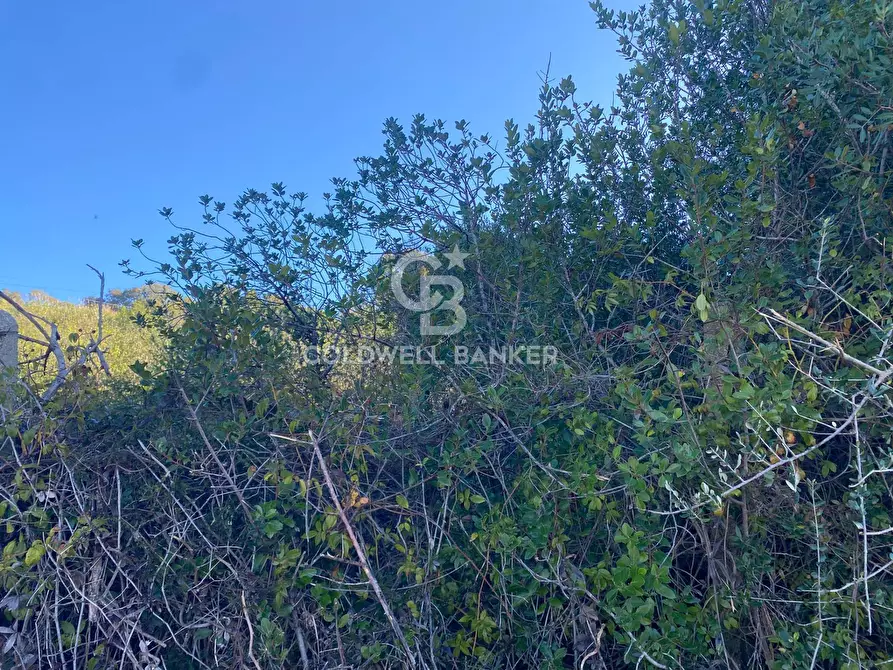 Immagine 6 di Terreno agricolo in vendita  in Via Colfiorito a Santa Marinella