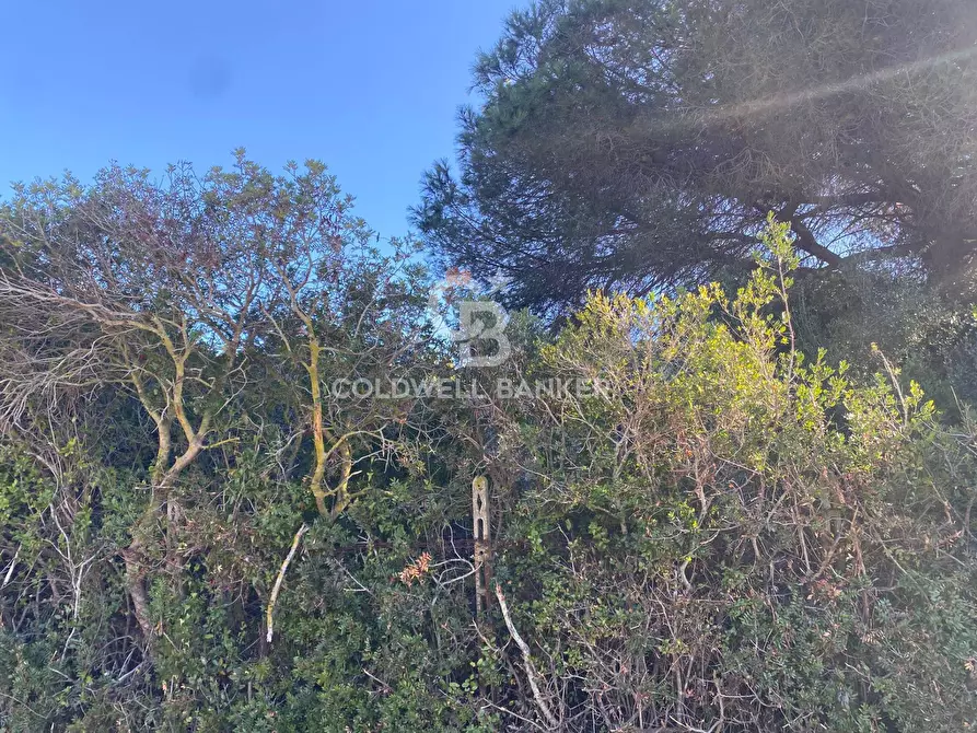 Immagine 7 di Terreno agricolo in vendita  in Via Colfiorito a Santa Marinella