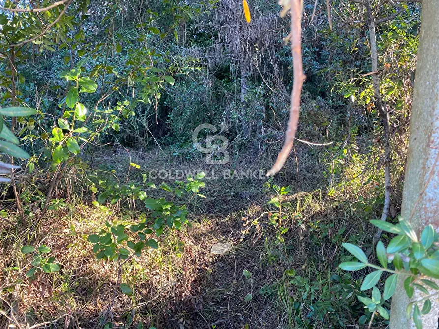 Immagine 8 di Terreno agricolo in vendita  in Via Colfiorito a Santa Marinella