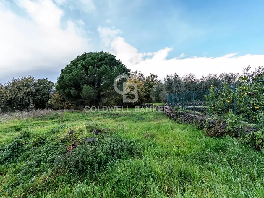 Immagine 5 di Terreno agricolo in vendita  in Via Cimitero Civita a Zafferana Etnea