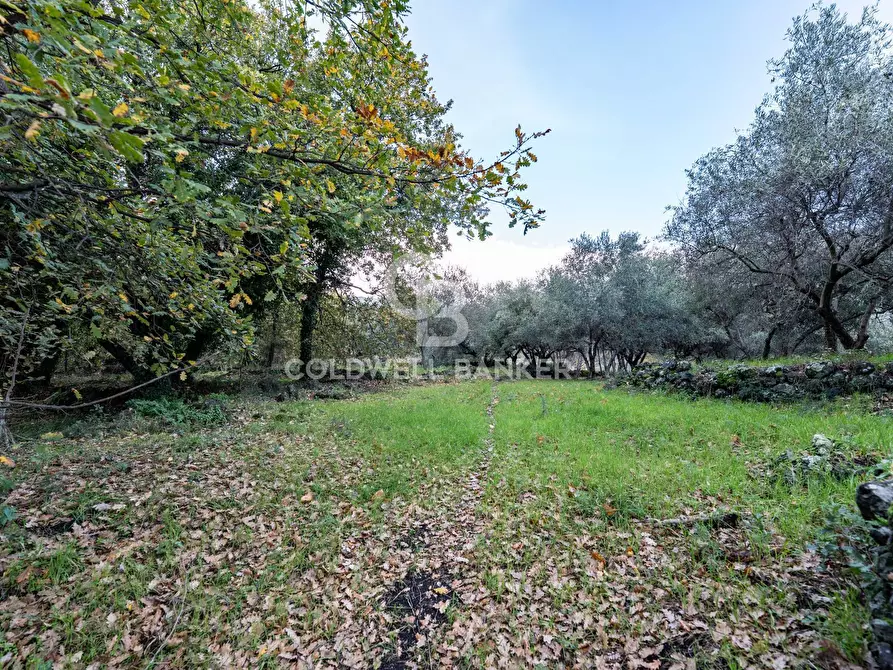 Immagine 7 di Terreno agricolo in vendita  in Via Cimitero Civita a Zafferana Etnea