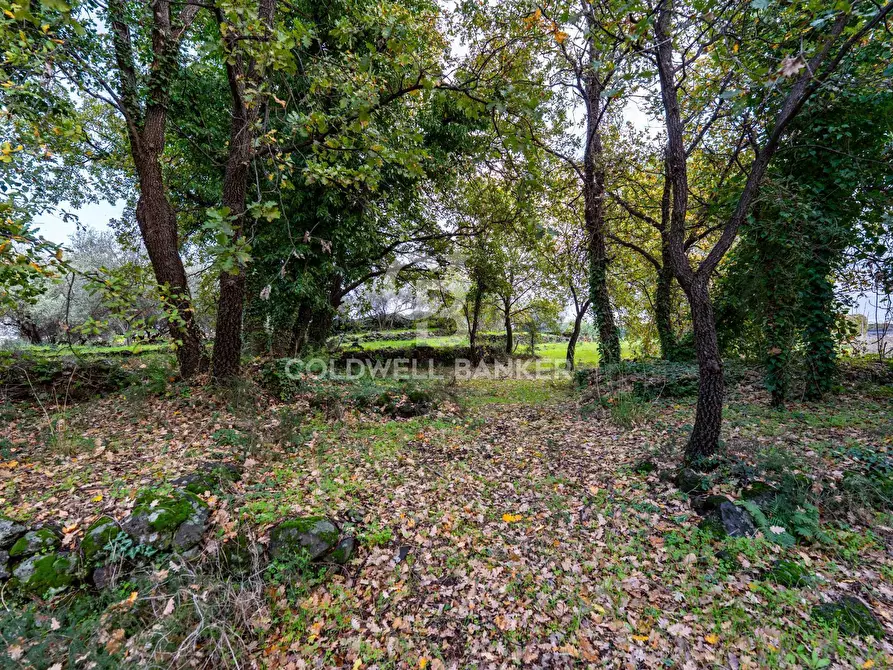 Immagine 13 di Terreno agricolo in vendita  in Via Cimitero Civita a Zafferana Etnea