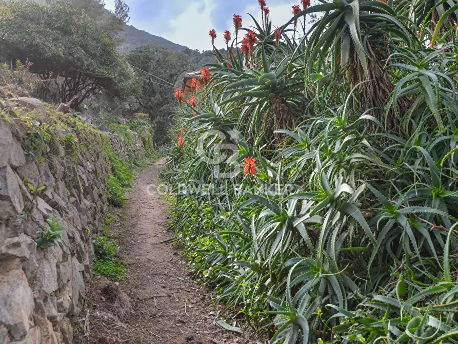 Immagine 32 di Villa in vendita  in Loc. La Cala a Marciana Marina