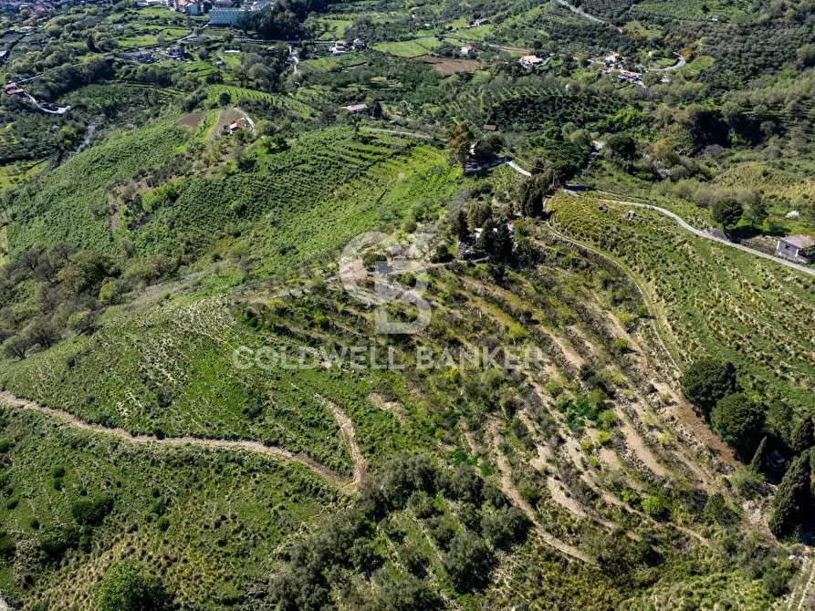 Immagine 6 di Terreno agricolo in vendita  in Contrada Ciapparotto sn a Linguaglossa