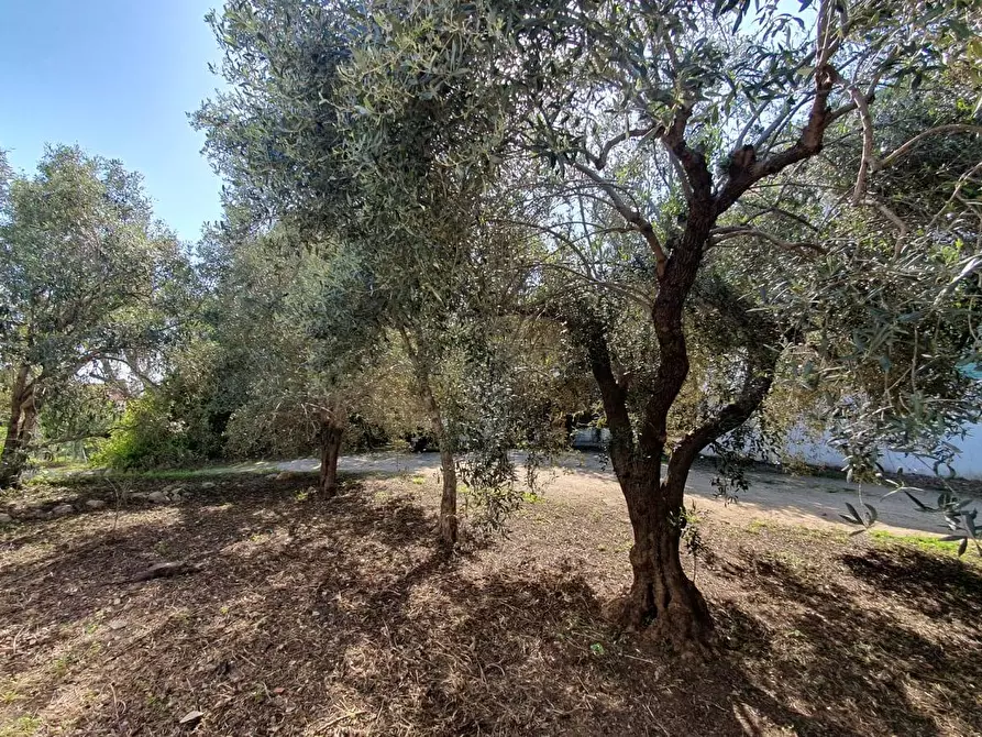 Immagine 10 di Terreno residenziale in vendita  in Centrale a Olbia