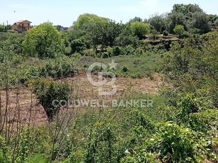 Immagine 9 di Terreno agricolo in vendita  in Via Reina 6 a Acireale