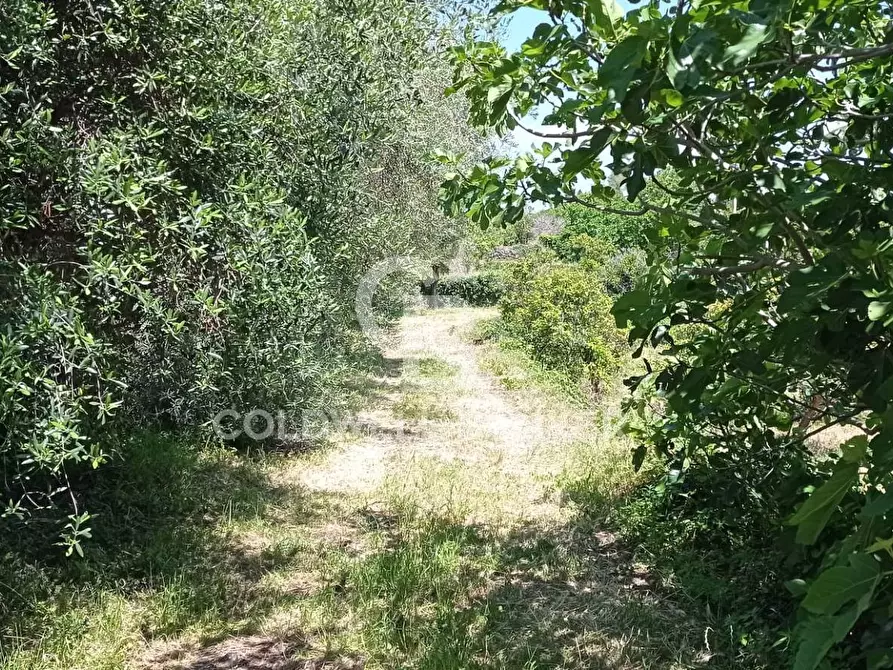Immagine 6 di Terreno agricolo in vendita  in Via Reina 6 a Acireale