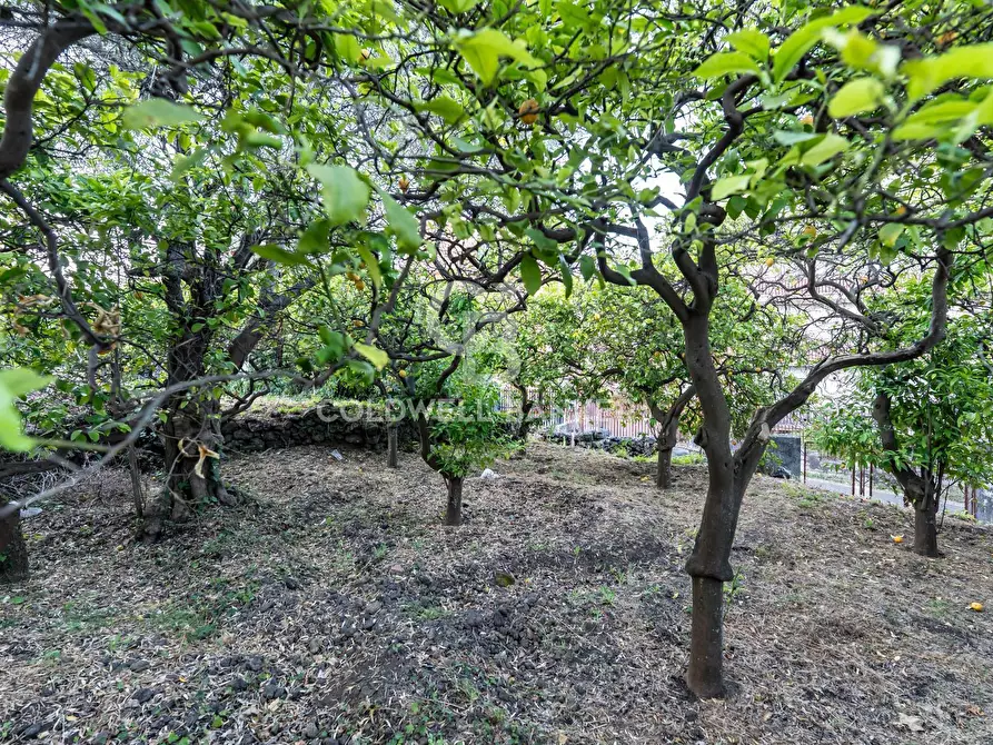 Immagine 7 di Terreno residenziale in vendita  in Via Fondannone snc a Milo